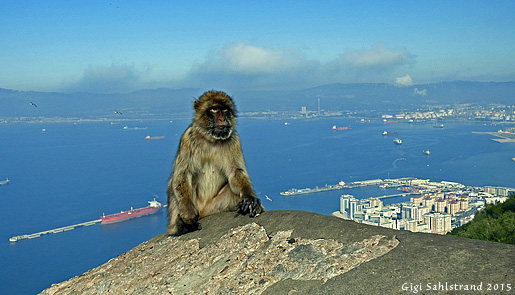 En av alla makaker som lever på Gibraltarklippan.