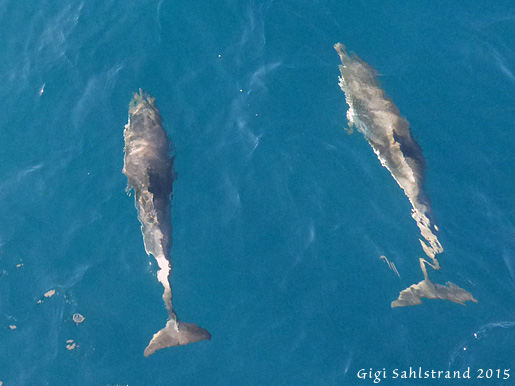 Vanlig delfin, fast den är inte så vanlig i Gibraltar/Spanien bukten :-). Vi hade tur och fick se 4 under vår båttur.
