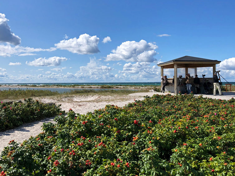 Skåne (västra) Tjej</br>3-7 september 2020