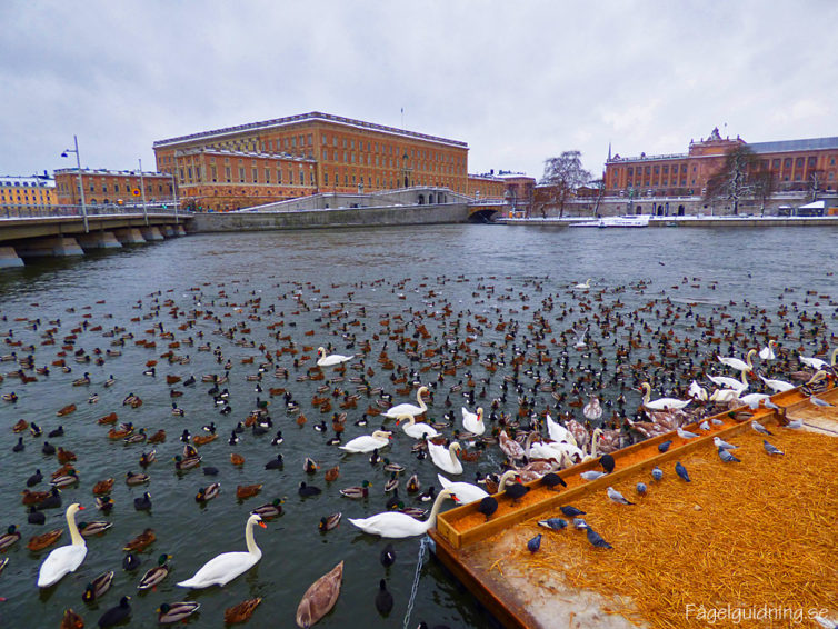 Fågelskådning och glöggmys vid Stockholm ström