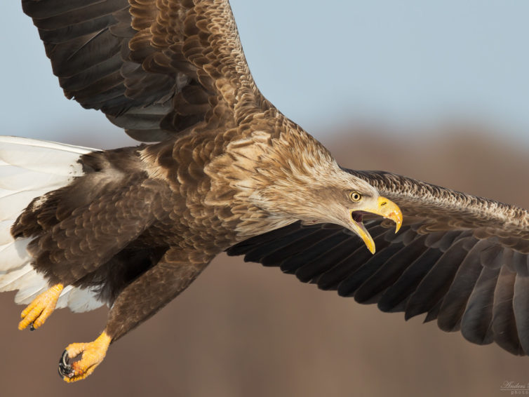 Webbkurs, fotografera fåglar och djur